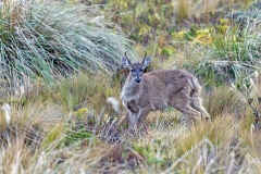 White-tailed Deer [Odocoileus virginianus ustus]