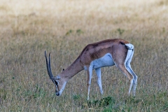 Grant's Gazelle [Nanger granti granti]