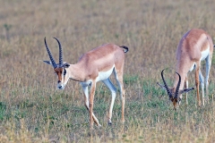 Grant's Gazelle [Nanger granti granti]