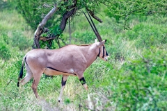 East African Oryx [Oryx beisa beisa]