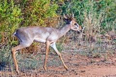 Kirk's Dik-Dik [Madoqua kirkii]