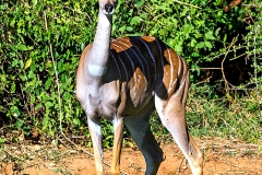 Lesser Kudu [Tragelaphus imberbis australis]