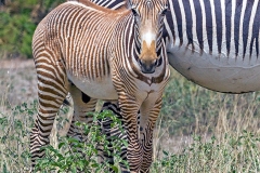 Grevy's Zebra [Equus grevyi]
