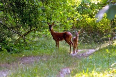 Western Roe Deer [Capreolus capreolus capreolus]