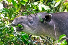 Baird's Tapir [Tapirus bairdii]