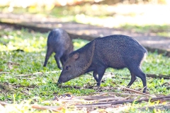 Collared Peccary [Dicotyles tajacu]