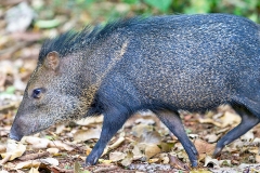Collared Peccary [Dicotyles tajacu]