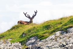 Red Deer [Cervus elaphus scoticus]