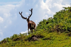 Red Deer [Cervus elaphus scoticus]