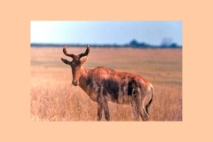 Hartebeest [Alcelaphus buselaphus cokii]