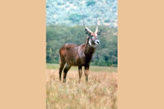 Waterbuck [Kobus ellipsiprymnus defassa]