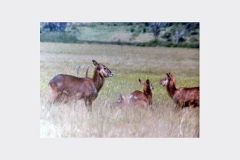 Waterbuck [Kobus ellipsiprymnus defassa]