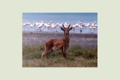 Bohor Reedbuck [Redunca redunca wardi]