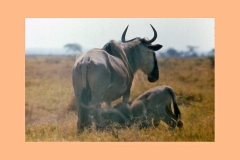 Blue Wildebeest [Connochaetes taurinus albojubatus]