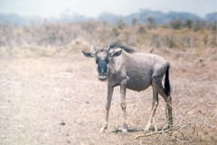 Blue Wildebeest [Connochaetes taurinus albojubatus]