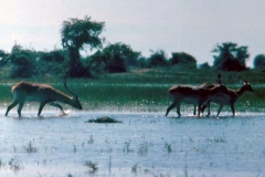 Lechwe [Kobus leche kafuensis]