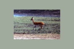 Oribi [Ourebia ourebi hastata]