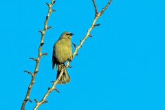 Greyish Baywing [Agelaioides badius badius]