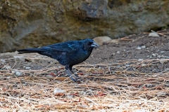 Austral Blackbird [Curaeus curaeus curaeus]