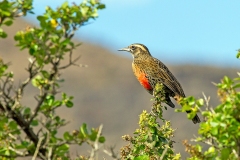 Long-tailed Meadowlark [Leistes loyca loyca]