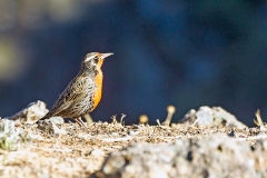 Long-tailed Meadowlark [Leistes loyca loyca]