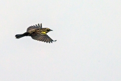 Yellow-winged Blackbird [Agelasticus thilius thilius]