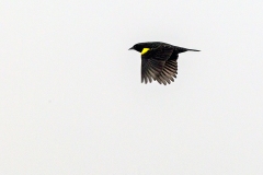 Yellow-winged Blackbird [Agelasticus thilius thilius]