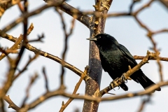 Austral Blackbird [Curaeus curaeus curaeus]
