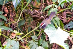 Black-cheeked Warbler [Basileuterus melanogenys melanogenys]