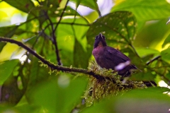 Black-cheeked Ant Tanager [Driophlox atrimaxillaris]