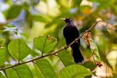 Yellow-billed Cacique [Amblycercus holosericeus holosericeus]