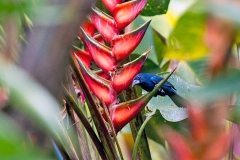 Blue-black Grosbeak [Cyanoloxia cyanoides caerulescens]