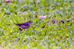 Northern Waterthrush [Parkesia noveboracensis]
