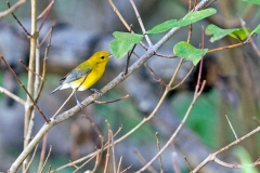 Prothonotary Warbler [Protonotaria citrea]