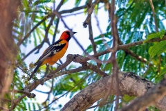 Streak-backed Oriole [Icterus pustulatus sclateri]