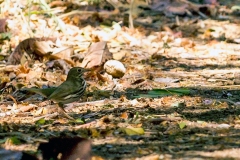 Ovenbird [Seiurus aurocapilla aurocapilla]