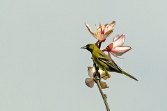 Baltimore Oriole [Icterus galbula]