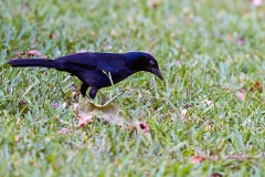 Melodious Blackbird [Dives dives]