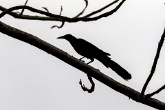 Great-tailed Grackle [Quiscalus mexicanus peruvianus]
