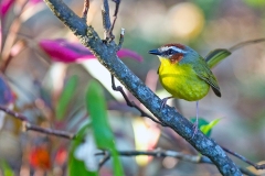 Chestnut-capped Warbler [Basileuterus delattrii delattrii]