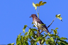 Great-tailed Grackle [Quiscalus mexicanus peruvianus]