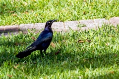 Great-tailed Grackle [Quiscalus mexicanus peruvianus]