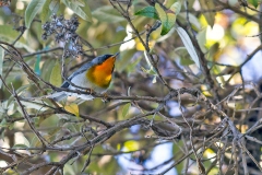 Flame-throated Warbler [Oreothlypis gutturalis]