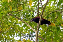 Montezuma Oropendola [Psarocolius montezuma]