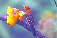 Flame-colored Tanager [Piranga bidentata citrea]