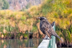 Yellow-winged Blackbird [Agelasticus thilius thilius]