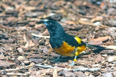 Montserrat Oriole [Icterus oberi]