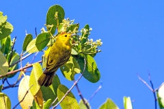 Mangrove Warbler [Setophaga petechia aureola]