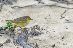 Mangrove Warbler [Setophaga petechia aureola]