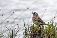 Long-tailed Meadowlark [Leistes loyca loyca]